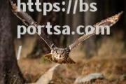 bsports体育-华尔夫斯堡主场大比分胜出，蓝鹰展翅飞翔