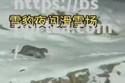 bsports体育-新疆雪豹客场遭逢失败，需要重新审视战术