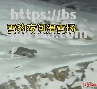 新疆雪豹客场遭逢失败，需要重新审视战术